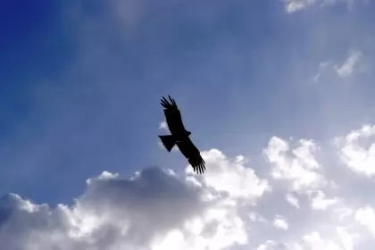 halcon