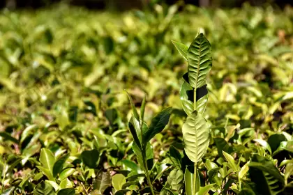 yerba3