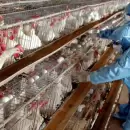 GRIPE AVIAR: tercer brote en una provincia clave y se agrava el golpe exportador