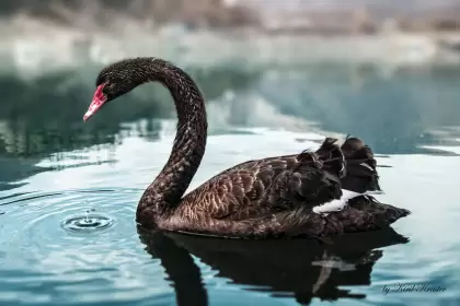 Black_Swan_bg-1
