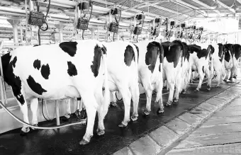 El Gobierno suspende aranceles a las exportaciones lácteas para mejorar competitividad de la cadena