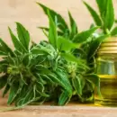 El Ministerio de Salud publicó nuevas condiciones para el registro de autoultivadores de cannabis