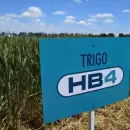 Estados Unidos aprueba el trigo HB4 de Bioceres