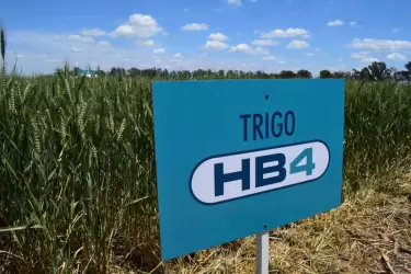 Brasil aprobó el trigo transgénico HB4 de Bioceres: "Hoy es un gran día"