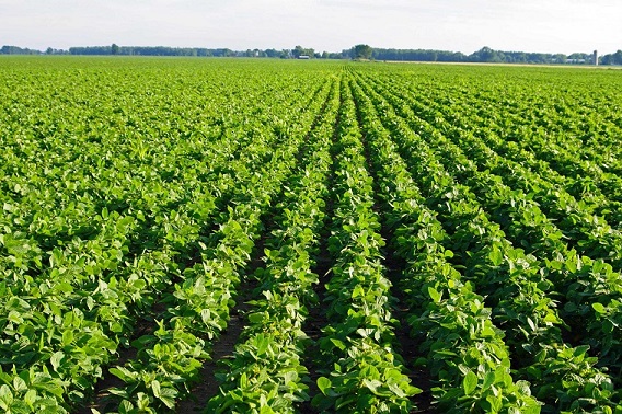 La BCBA redujo las proyecciones para la cosecha de soja: vienen semanas  claves - El Economista