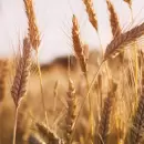 El USDA recortó la previsión de cosecha de trigo en Argentina