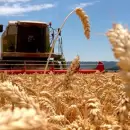 El trigo vuela y el Gobierno busca “desacoplar” los precios