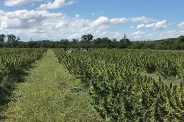 Plantaciones de cannabis en Uruguay