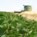 Dramático: la Bolsa de Cereales volvió a recortar las estimaciones para la soja y el maíz