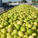 Argentina apunta a liderar el mercado del limón, según Manzur