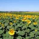 Récord histórico: el girasol sorprendió con una cosecha millonaria