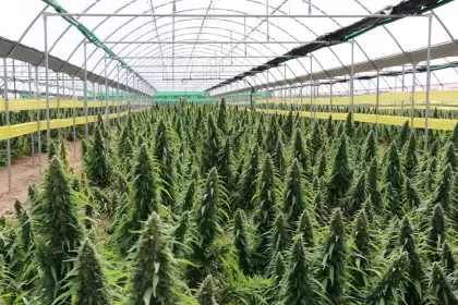 ExpoIndustria Cannabis & Cáñamo 2021 en Chaco: esperan 120.000 personas