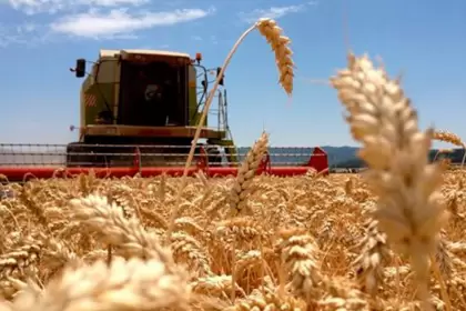 Se sembraron 50.000 hectáreas con el trigo HB4 de Bioceres: estos fueron los resultados