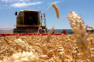 El área de trigo se reduciría a 6,5 millones de hectáreas para la campaña 2022/23