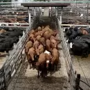 Presentaron nuevo plan ganadero que apunta a incrementar la produccin de carne vacuna en 600.000 toneladas para 2030