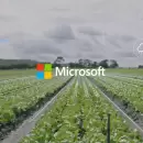 Microsoft y CREA: unin para potenciar la innovacin en el agro