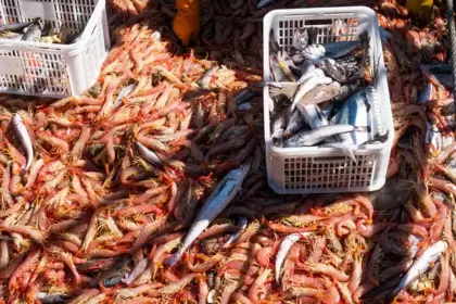 Pobreza y descarte de pescados al mar