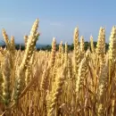 Ucrania perderá el 50% de su trigo