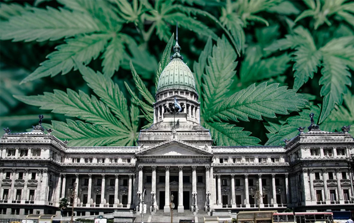 Producción de cannabis: entre las promesas del "oro verde" y un escenario desafiante