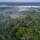 Gestin forestal sustentable para convertir a Argentina en la Canad de Amrica Latina