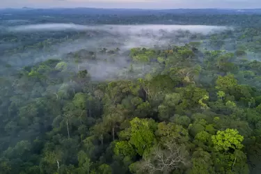 Gestión forestal sustentable para convertir a Argentina en “la Canadá” de América Latina