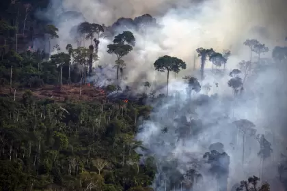 Brasil registra en octubre una deforestacin rcord de la selva amaznica