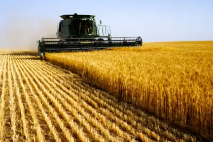 Buenos Aires: estiman producción de 5,03 millones de toneladas de trigo