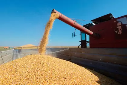 Se analiza un nuevo cupo para al exportación del maíz