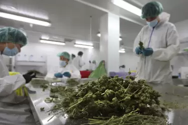 El Gobierno oficializó proyecto de investigación sobre el cultivo de cannabis medicinal