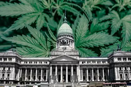 Polémica reglamentación del cannabis: el sector deberá seguir esperando