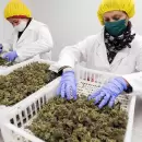 Cannabis en Uruguay: principal exportador de cáñamo a nivel mundial, toneladas de flores en 6 meses y se crearon más de 160 empresas