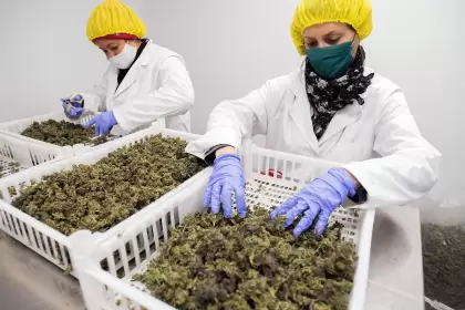 Cannabis en Uruguay: principal exportador de camo a nivel mundial, toneladas de flores en 6 meses y se crearon ms de 160 empresas