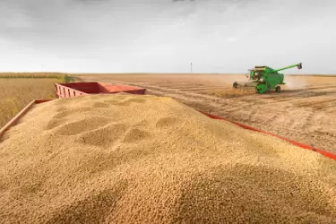 La Aduana subastará 300 toneladas de maíz y soja