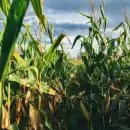 Europa precisa maíz y afloja requisitos: ahora puede ingresar el de Argentina