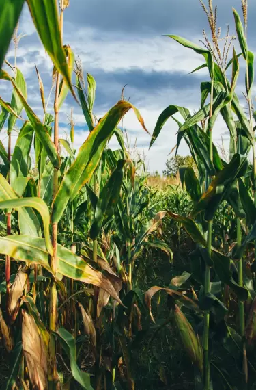 Claves indispensables para optimizar el rendimiento del maíz