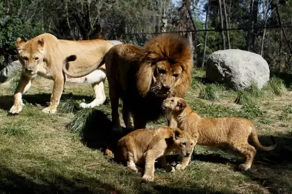 El Buin Zoo de Chile se convirtió en el primero en Latinoamérica en vacunar anim