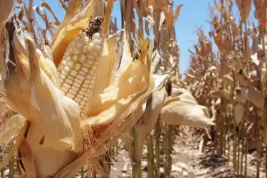 Alertan por el impacto de la seca en la cosecha de maíz