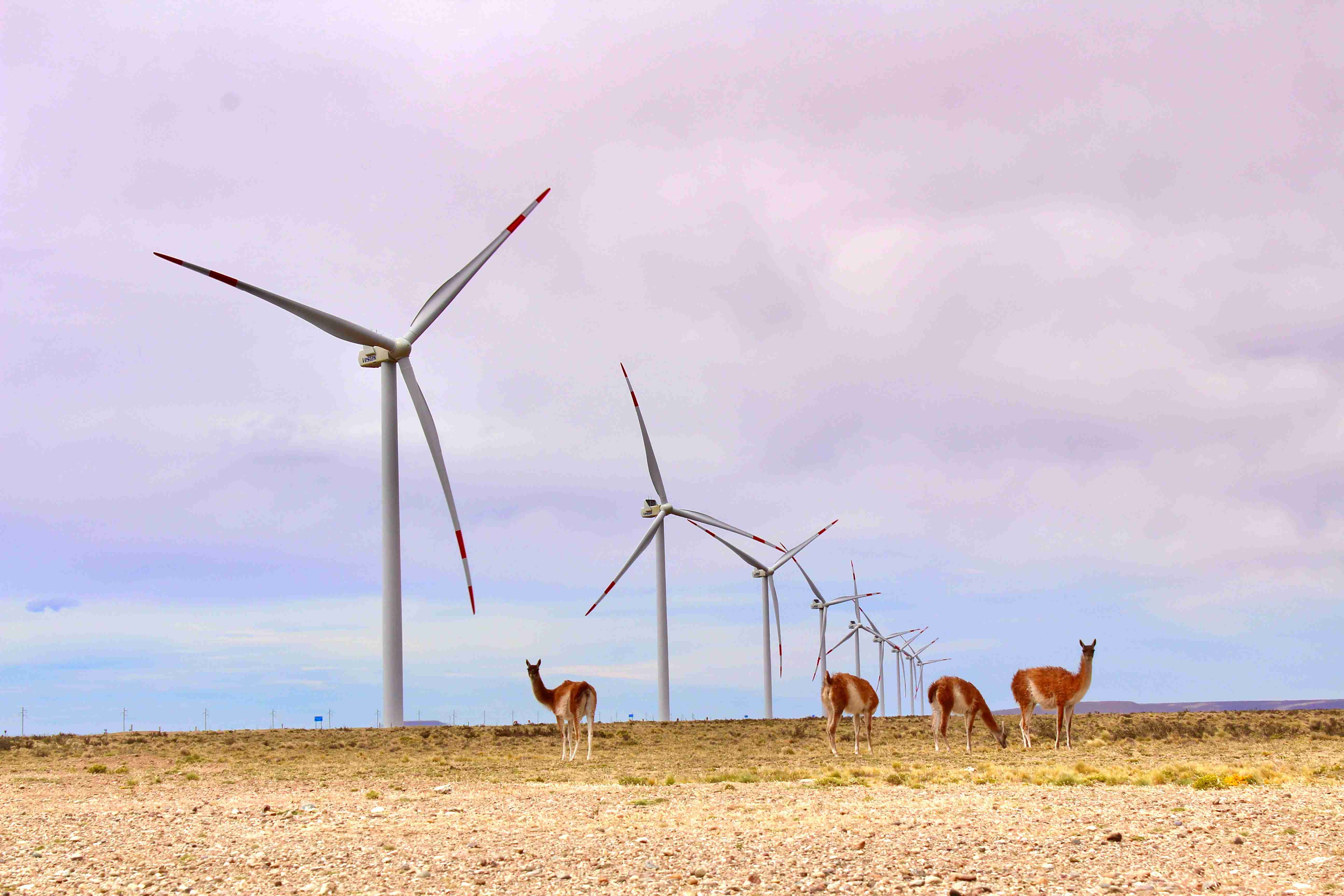 Vestas firma un acuerdo con Pampa Energía para promover la energía eólica  en Argentina - El Economista