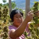 Tendencia en México: comunidades indígenas reemplazan cultivos de maíz con cannabis
