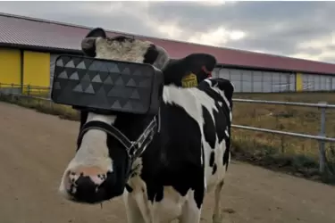 Vacas usan gafas de realidad virtual para reducir la ansiedad y aumentar la producción de leche