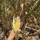 El fenómeno La Niña pone en jaque las cosechas en Argentina y Brasil: seguirá por lo menos hasta marzo