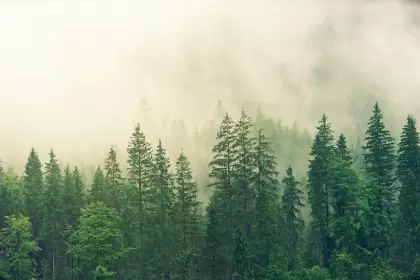 El 69% del COS se encuentra almacenado en plantaciones de pino