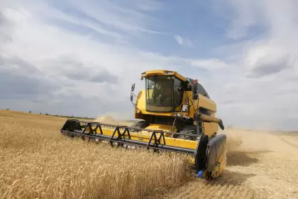 Una buena para los dólares de 2024: el área proyectada de trigo sería de 6,7 millones de hectáreas