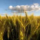 Otra rebaja fuerte para la cosecha estimada de trigo