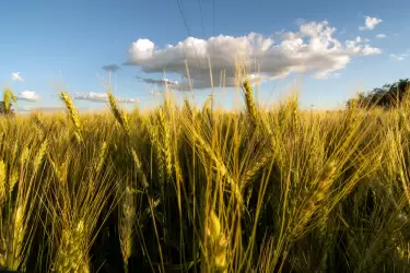 Por conflicto Rusia-Ucrania, el trigo marcó una escalada histórica y tensiona los precios internos