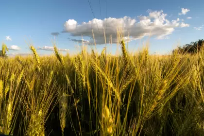 Durante 2021, los principales fertilizantes agrícolas vieron incrementados sus precios por encima del 60% en dólares