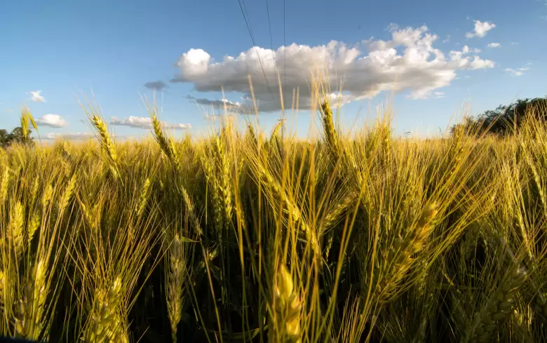 Por conflicto Rusia-Ucrania, el trigo marc una escalada histrica y tensiona los precios internos