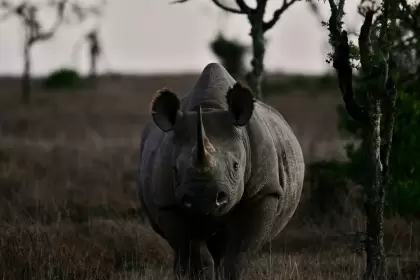 El Banco Mundial lanzará el "bono rinoceronte" para salvar animales sudafricanos.