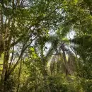 Banco Galicia lanza una iniciativa para proteger la Selva Misionera