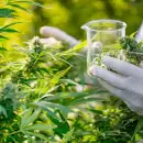 El Gobierno creó la categoría de productos vegetales a base de cannabis